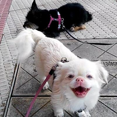 clientes caninos felices canes con modales